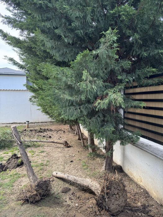 Gazon rulouri / sământă | Sisteme de irigații intretineri spatii verzi plante ornamentale