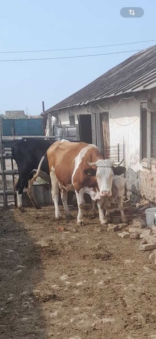 Vand Vaca si Aparat de muls