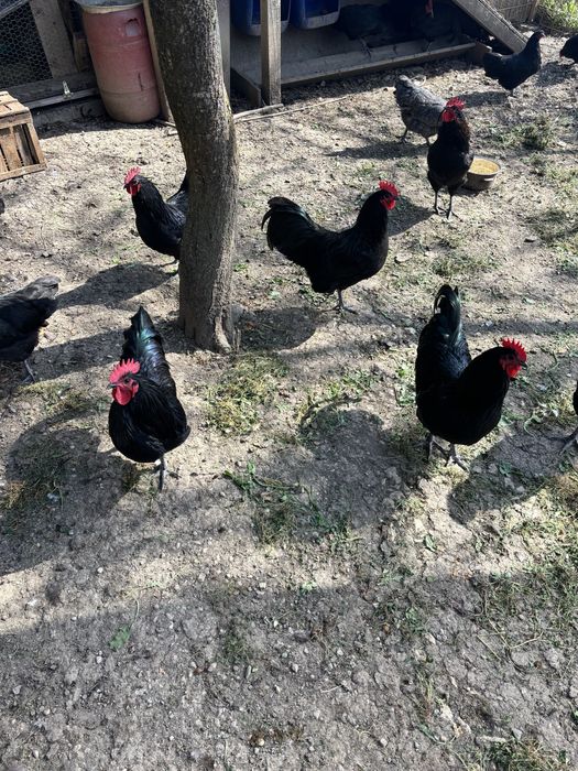 Cocosi Australorp