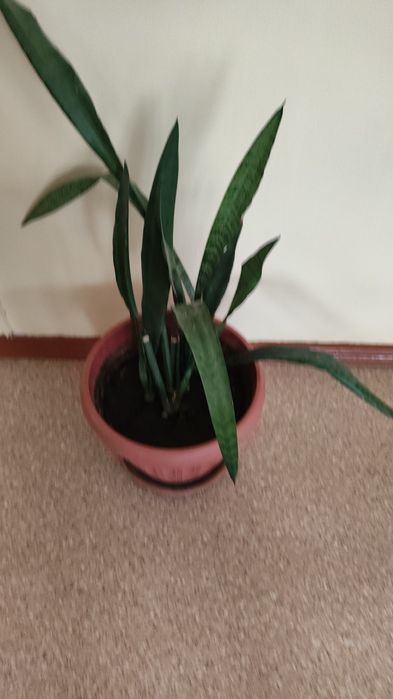 Комнатные цветы от 3000 тенге