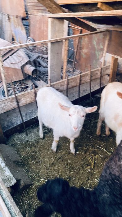 Қошқарлар мен лақтар бар