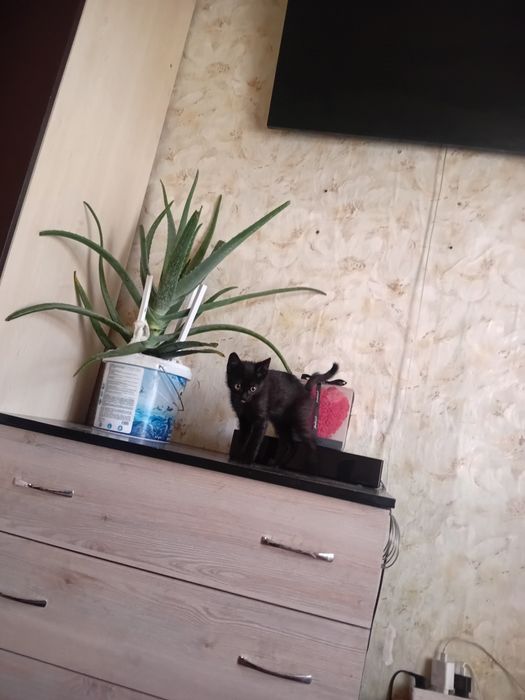 Отдам в хорошие руки