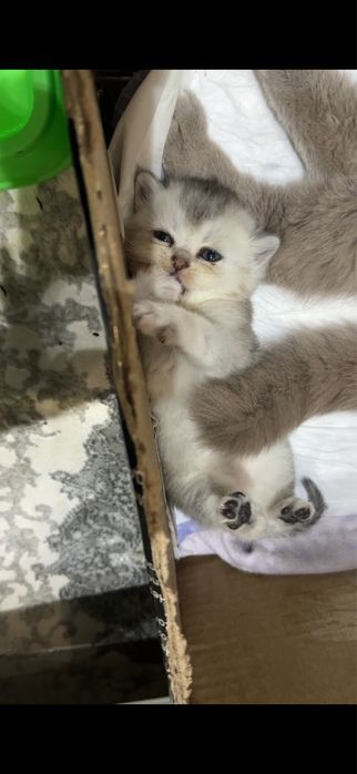 Doktor qizni uyquga yotqizdi va sikdi.