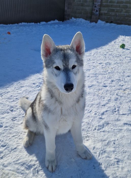 Красавица малышка от Чемпионов!