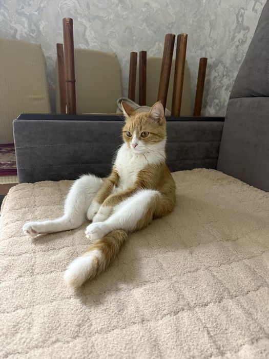 Отдам даром кошку