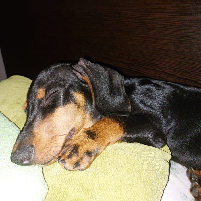 Такса, кабель - 8 месяцев