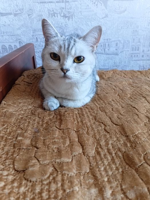 Отдам кошку породистую