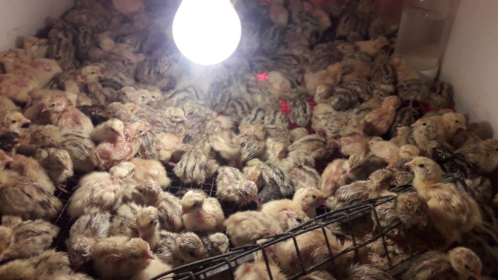 Vand pui de prepelita