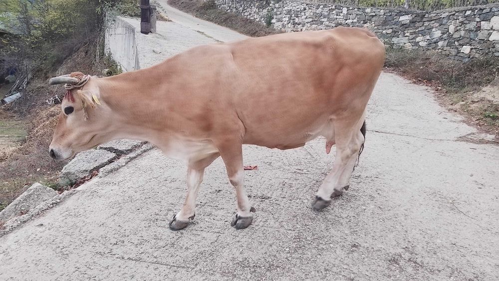 Крава,жарсе за дъмъзлък!