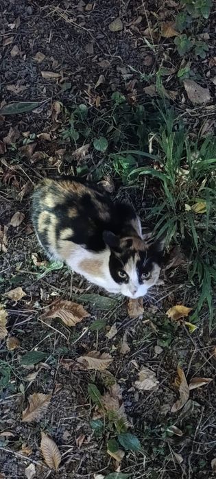 Кошечка в хорошие руки