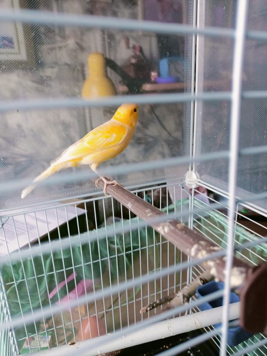 Поющий  кенр  молодой .