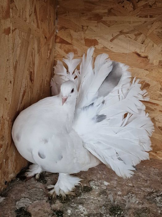 Porumbei voltati indieni 2025