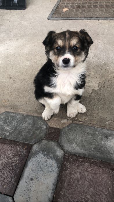 Отдам щенков 3 кабеля