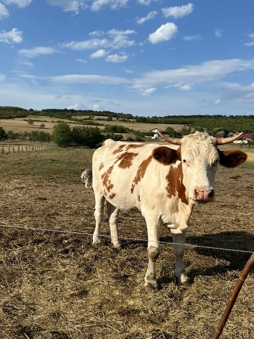 Jurincă de 2 ani jumate de vânzare