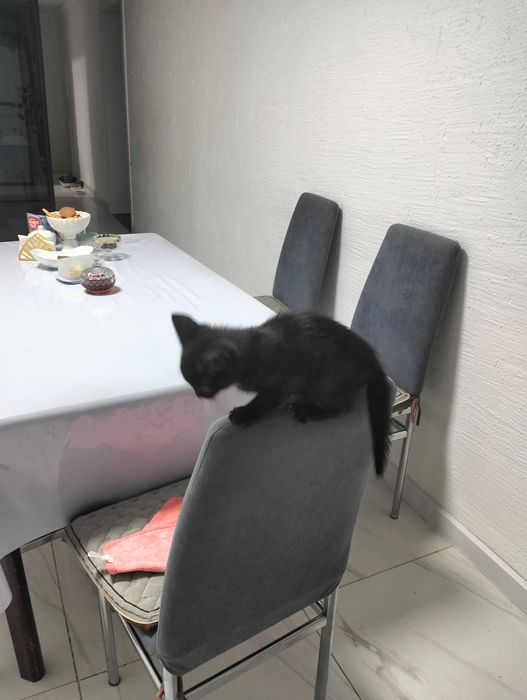 Котик ищет новый дом и хороших хозяев