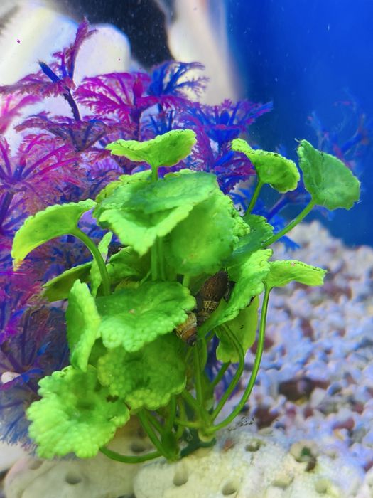 Аквариум с рыбками