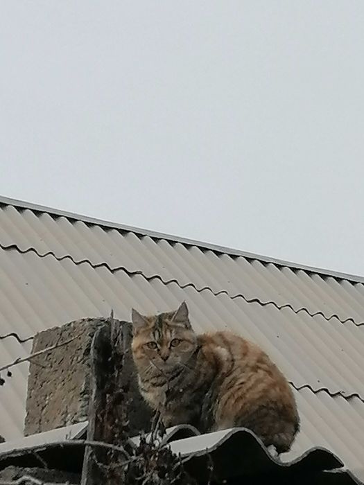 Отдаю кошек-подростков