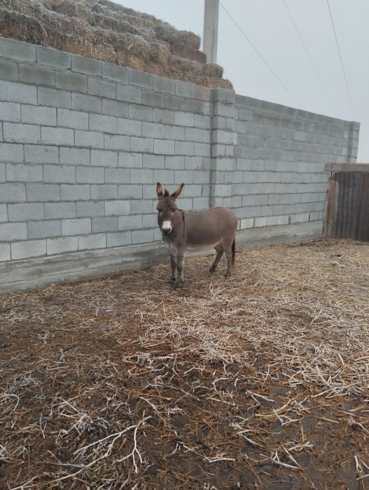 Есек сатылады Урғашы