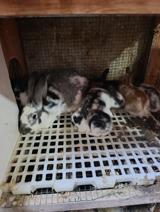 Ona + 7 ta bolasi sotiladi