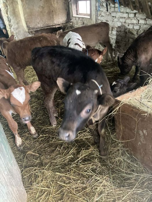 Продавам шест мъжки месодаини  телета