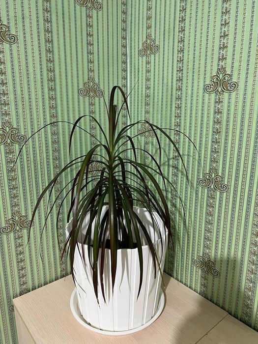 Декоративные комнатные цветы