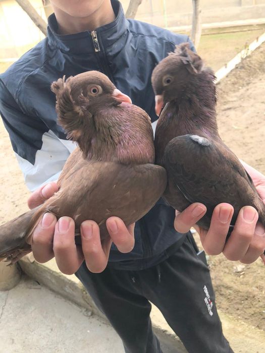 Голуб 2.000 голуби кептер