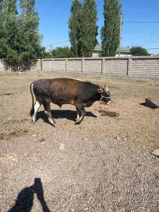 Buqalarimiz sotiladi