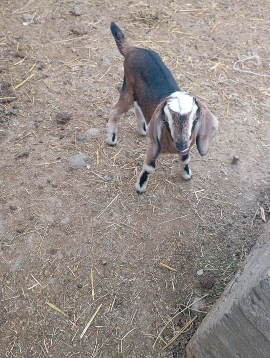 Продается альпийская коза