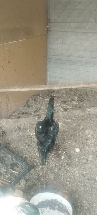 Продам куреи и клушку