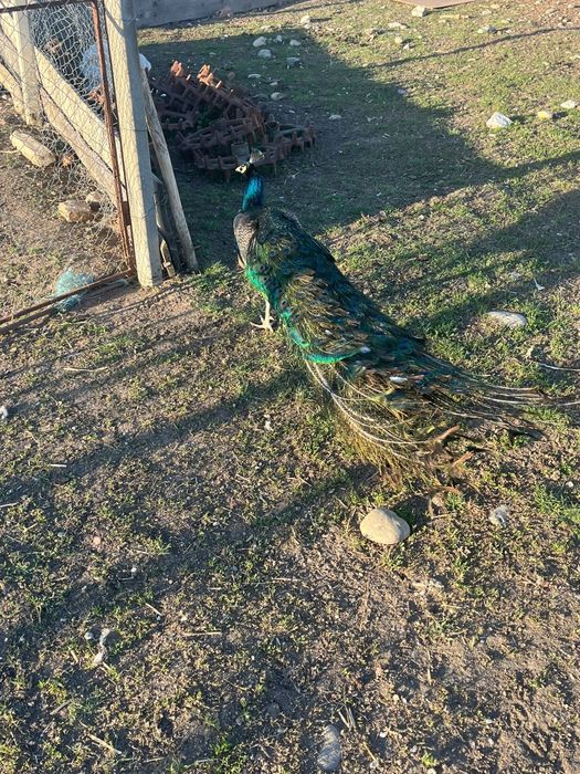 Vând mascul de paun în vârstă de 5 ani
