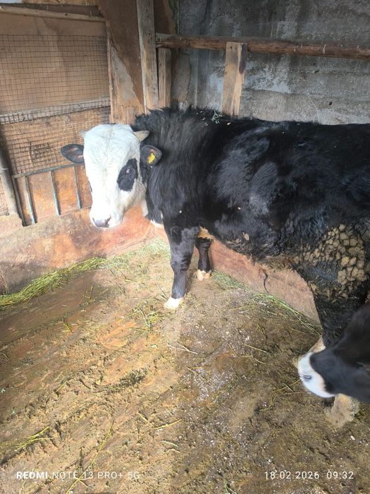 Продам быка 1год 3мес