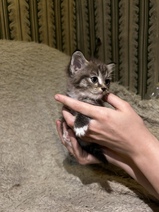 Котенок ищет семью