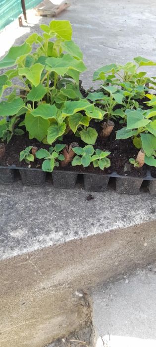 Продавам фиданки Пауловния