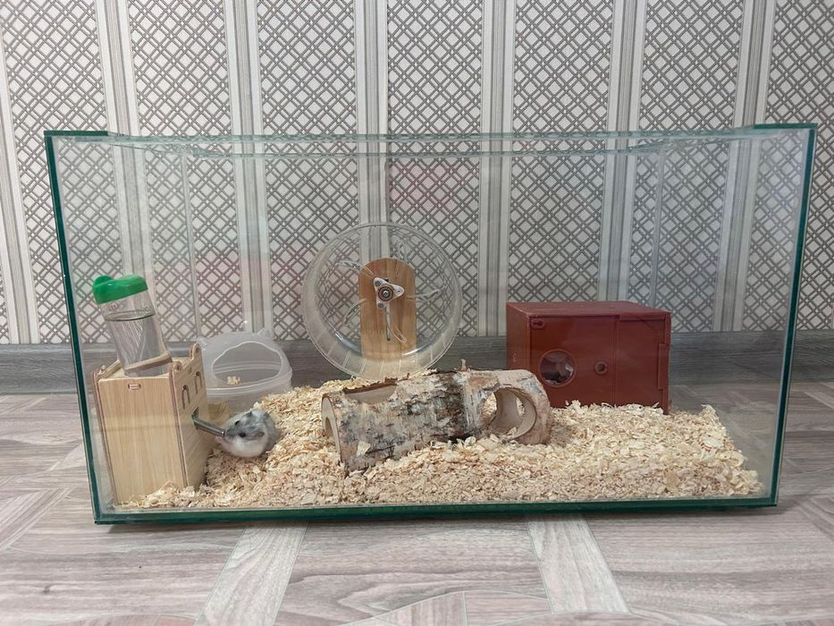 Продам хомяков за 15тыс