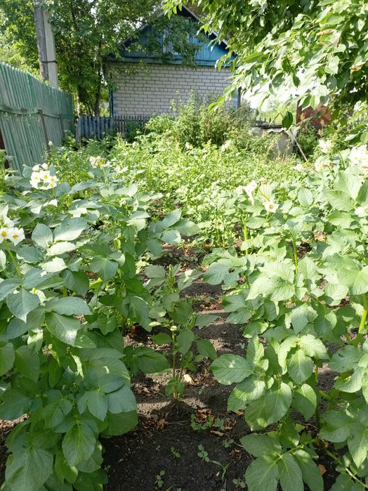 Продам дачу Кривозёрка