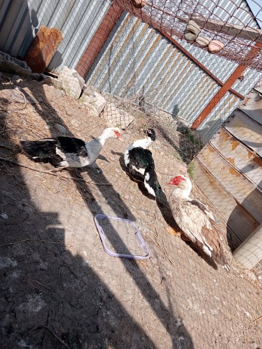 Продам индауток семейства