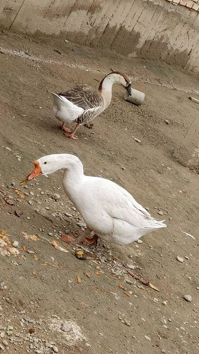 Ĝoz yoĝi Гусиний жир