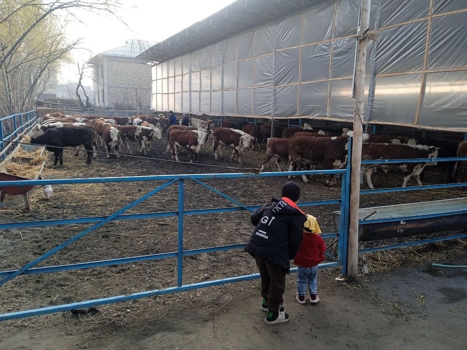 Наслли чорва моллари