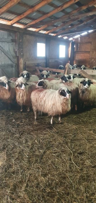 Oi breze disponibile