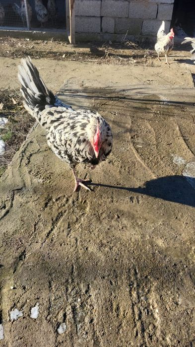 Леггорн далматинец