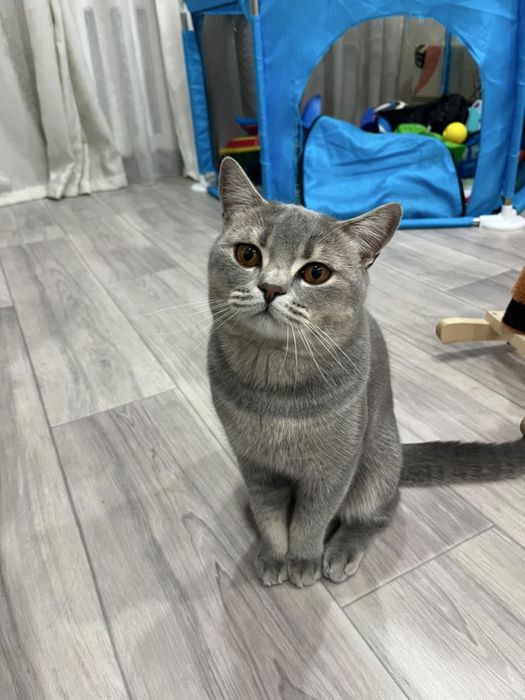Британский короткошёртный кот
