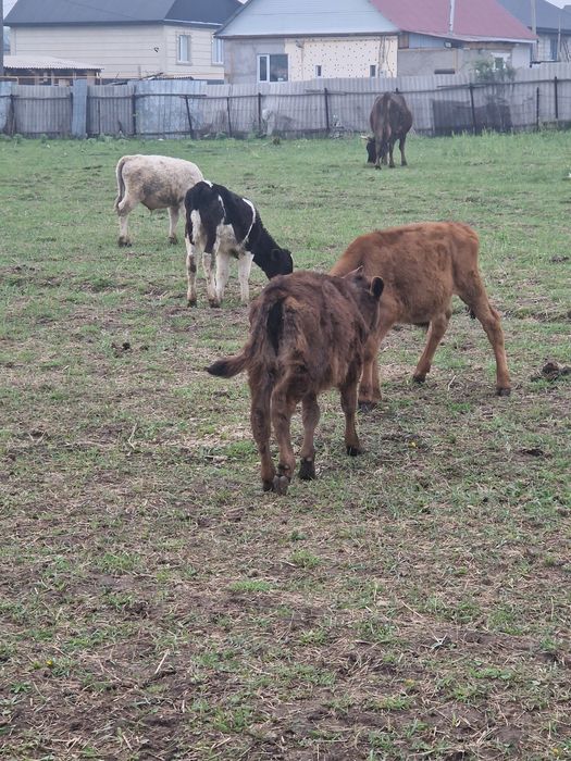 Телёнок телята бузаулар