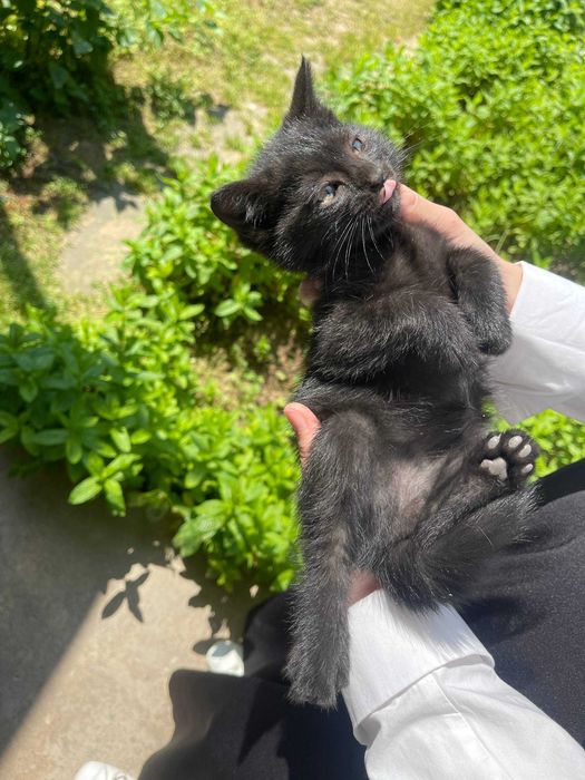 Отдам котят даром