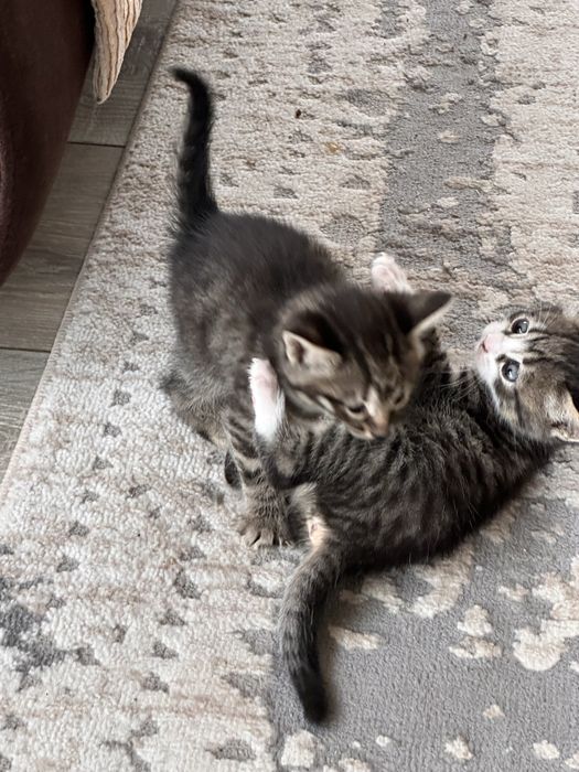 Отдам котят в хорошие руки