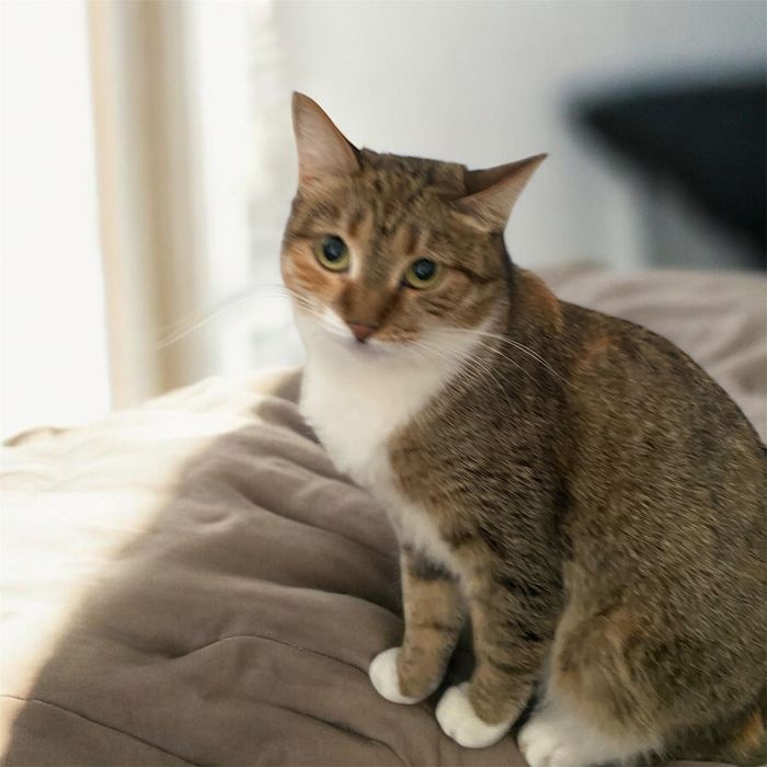 Принцесса кошечка ищет дом