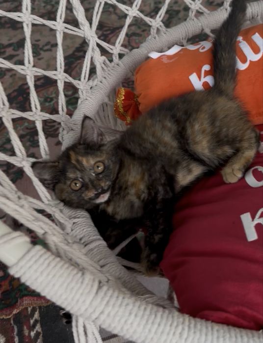 Котенок «Пушок».