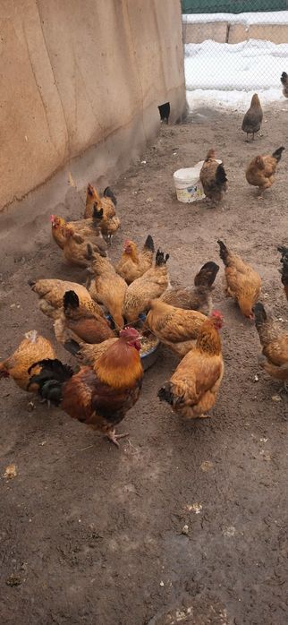 Инкубационное яйцо кучинкое