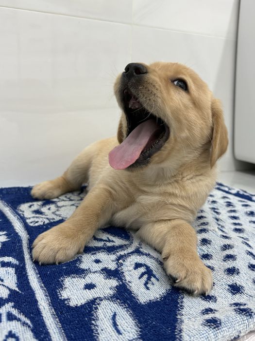 Продаются щенки лабродора ретривера