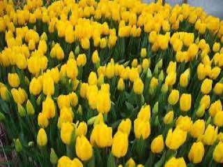 Тюльпаны оптом премиум класса Алматы на 8 марта цена актуально звоните