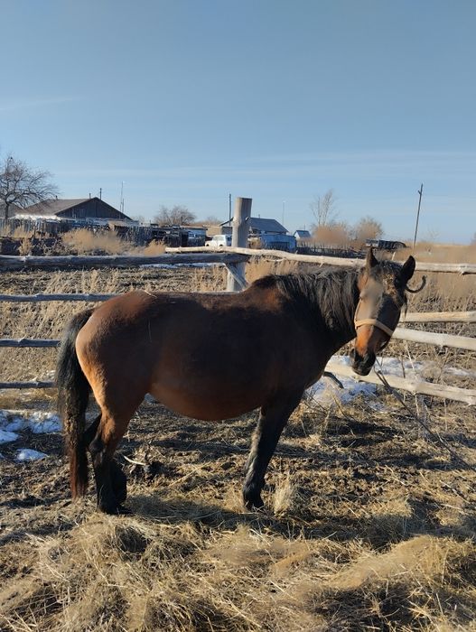 Продам жерёбую кобылу